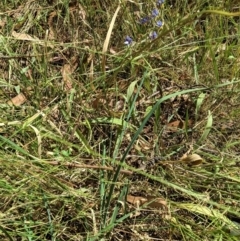 Dianella sp. aff. longifolia (Benambra) at Deakin, ACT - 17 Jan 2021 04:02 PM