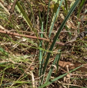 Dianella sp. aff. longifolia (Benambra) at Deakin, ACT - 17 Jan 2021 04:02 PM