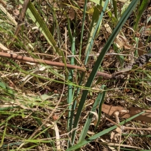 Dianella sp. aff. longifolia (Benambra) at Deakin, ACT - 17 Jan 2021