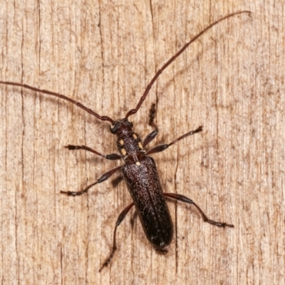 Strongylurus ceresioides (Longhorn beetle) at Melba, ACT - 3 Jan 2021 by kasiaaus