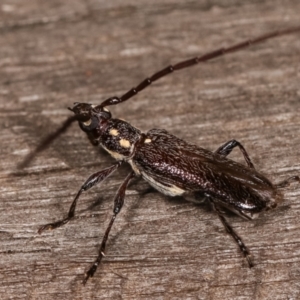 Strongylurus ceresioides at Melba, ACT - 4 Jan 2021 12:09 AM