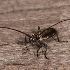 Strongylurus ceresioides at Melba, ACT - 4 Jan 2021 12:09 AM