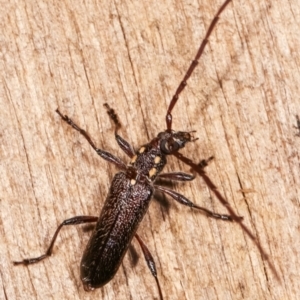 Strongylurus ceresioides at Melba, ACT - 4 Jan 2021 12:09 AM