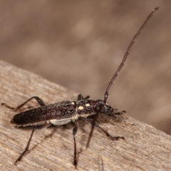 Strongylurus ceresioides at Melba, ACT - 4 Jan 2021 12:09 AM