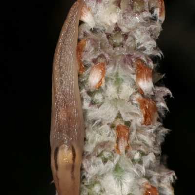 Ambigolimax nyctelia (Striped Field Slug) at Melba, ACT - 4 Jan 2021 by kasiaaus