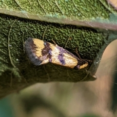 Olbonoma triptycha (Chezela Group) at Red Hill Nature Reserve - 17 Jan 2021 by JackyF