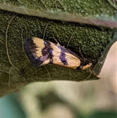 Olbonoma triptycha at Deakin, ACT - 17 Jan 2021 03:16 PM