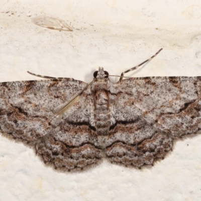 Didymoctenia exsuperata (Thick-lined Bark Moth) at Melba, ACT - 4 Jan 2021 by kasiaaus