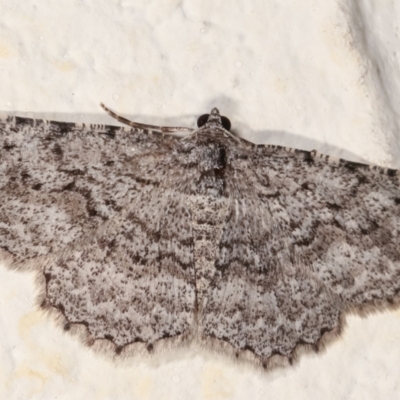 Psilosticha absorpta (Fine-waved Bark Moth) at Melba, ACT - 4 Jan 2021 by kasiaaus