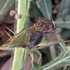 Galanga labeculata (Double-spotted cicada) at Red Hill Nature Reserve - 16 Jan 2021 by JackyF