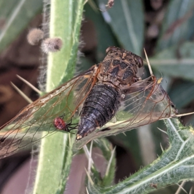 Galanga labeculata (Double-spotted cicada) at Deakin, ACT - 16 Jan 2021 by JackyF