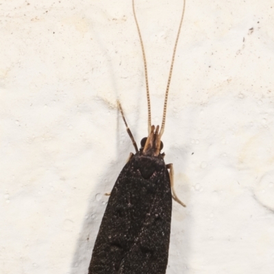 Lecithocera terrigena (Lecithocera terrigena) at Melba, ACT - 4 Jan 2021 by kasiaaus