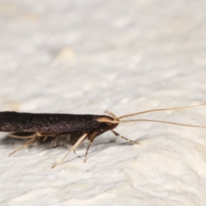 Lecithocera terrigena at Melba, ACT - 4 Jan 2021 10:44 PM