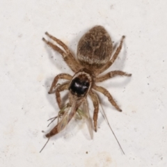 Hypoblemum griseum (Jumping spider) at Melba, ACT - 4 Jan 2021 by kasiaaus