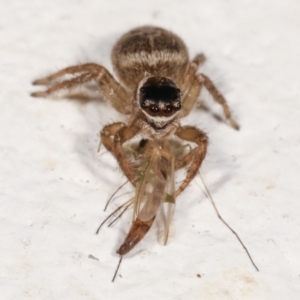 Maratus griseus at Melba, ACT - 4 Jan 2021