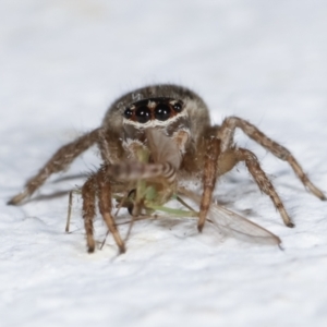 Maratus griseus at Melba, ACT - 4 Jan 2021