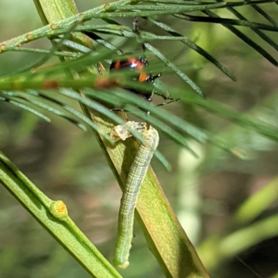 Oechalia schellenbergii (Spined Predatory Shield Bug) at Deakin, ACT - 17 Jan 2021 by JackyF