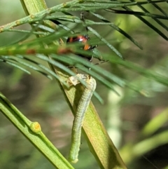 Oechalia schellenbergii (Spined Predatory Shield Bug) at Red Hill Nature Reserve - 17 Jan 2021 by JackyF