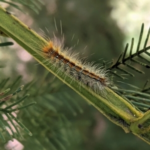 Lasiocampidae (family) at Deakin, ACT - 17 Jan 2021