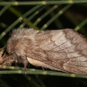 Pernattia pusilla at Melba, ACT - 5 Jan 2021 02:43 PM