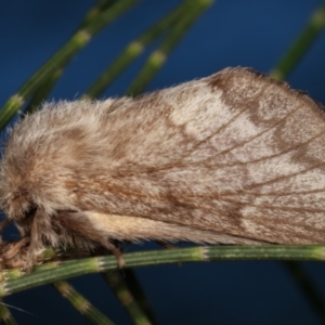 Pernattia pusilla at Melba, ACT - 5 Jan 2021 02:43 PM