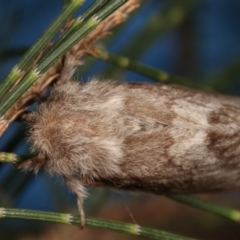 Pernattia pusilla at Melba, ACT - 5 Jan 2021 02:43 PM