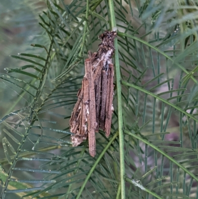 Clania (genus) (A case moth) at Red Hill Nature Reserve - 17 Jan 2021 by JackyF