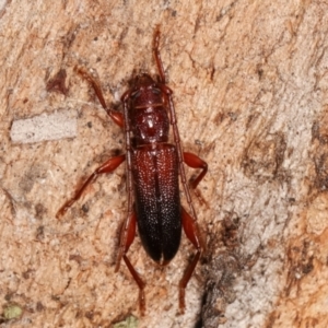 Callidiopis praecox at Melba, ACT - 5 Jan 2021 02:47 PM