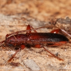 Callidiopis praecox at Melba, ACT - 5 Jan 2021