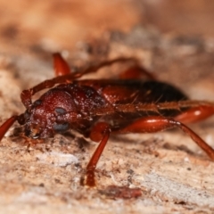 Callidiopis praecox at Melba, ACT - 5 Jan 2021 02:47 PM