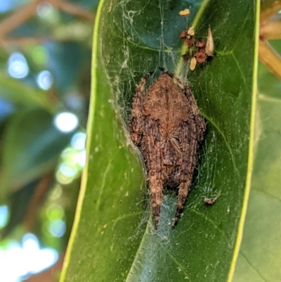 Araneinae (subfamily) (Orb weaver) at Lyneham, ACT - 16 Jan 2021 by JackyF