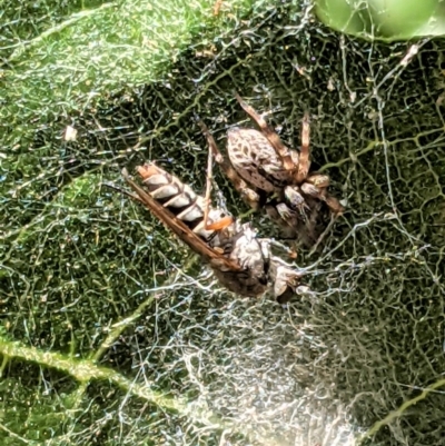 Badumna (genus) (Lattice-web spider) at Hughes, ACT - 17 Jan 2021 by JackyF