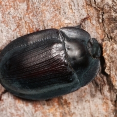 Pterohelaeus piceus (Pie-dish beetle) at Melba, ACT - 5 Jan 2021 by kasiaaus