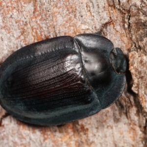 Pterohelaeus piceus at Melba, ACT - 5 Jan 2021