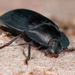 Pterohelaeus piceus at Melba, ACT - 5 Jan 2021