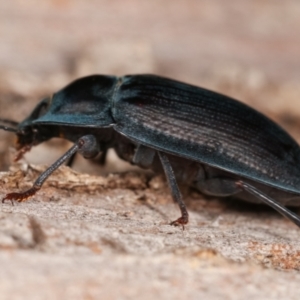 Pterohelaeus piceus at Melba, ACT - 5 Jan 2021