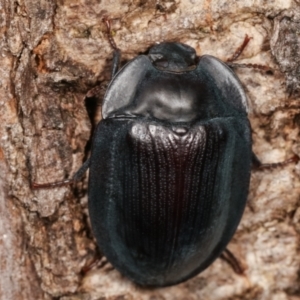 Pterohelaeus piceus at Melba, ACT - 5 Jan 2021