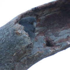 Callocephalon fimbriatum (Gang-gang Cockatoo) at O'Malley, ACT - 16 Jan 2021 by roymcd