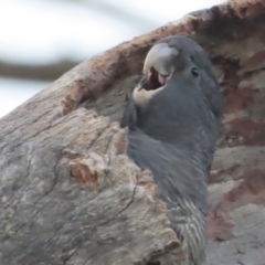 Callocephalon fimbriatum at O'Malley, ACT - 16 Jan 2021