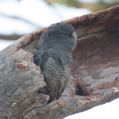 Callocephalon fimbriatum at O'Malley, ACT - 16 Jan 2021