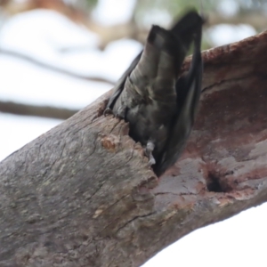 Callocephalon fimbriatum at O'Malley, ACT - 16 Jan 2021