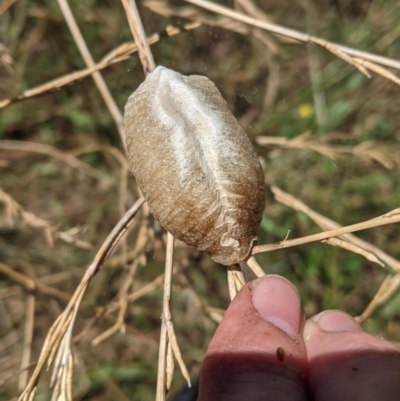 Mantidae (family) (Egg case of praying mantis) at Red Hill Nature Reserve - 16 Jan 2021 by JackyF