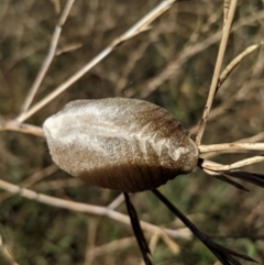 Mantidae - egg case (family) at Hughes, ACT - 16 Jan 2021 02:52 PM