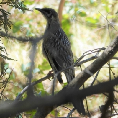 Anthochaera carunculata (Red Wattlebird) at Deakin, ACT - 17 Jan 2021 by JackyF