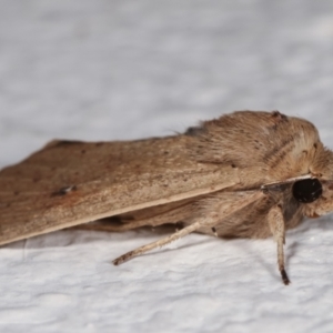 Mythimna (Pseudaletia) convecta at Melba, ACT - 5 Jan 2021 10:48 PM