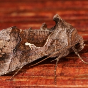 Chrysodeixis subsidens at Melba, ACT - 5 Jan 2021 10:49 PM