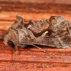 Chrysodeixis subsidens at Melba, ACT - 5 Jan 2021 10:49 PM