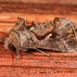 Chrysodeixis subsidens at Melba, ACT - 5 Jan 2021 10:49 PM