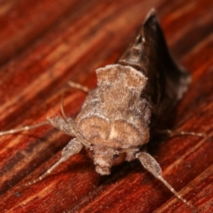 Chrysodeixis subsidens at Melba, ACT - 5 Jan 2021 10:49 PM