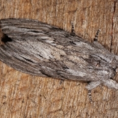 Destolmia lineata (Streaked Notodontid Moth) at Melba, ACT - 5 Jan 2021 by kasiaaus